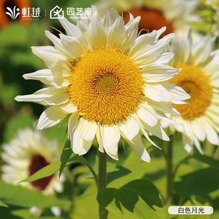 向日葵种子虹越园艺家种籽切花矮生盆栽多头阳台花园耐热春播