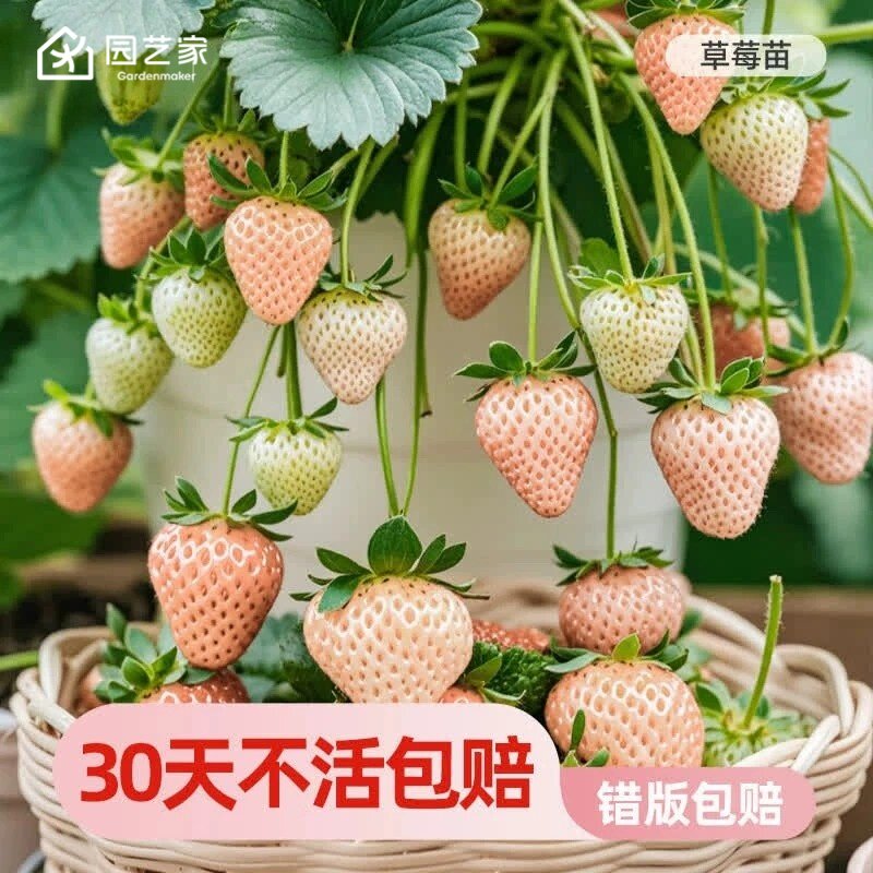 园艺家粉草莓苗盆栽四季果树阳台地栽盆栽果苗淡雪小苗秧好养好吃