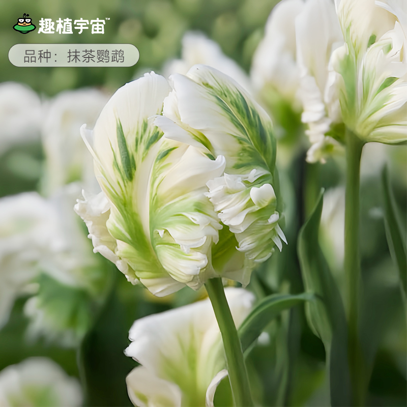 趣植宇宙进口郁金香种球五度球根量贩重瓣花阳台盆栽庭院地栽预售