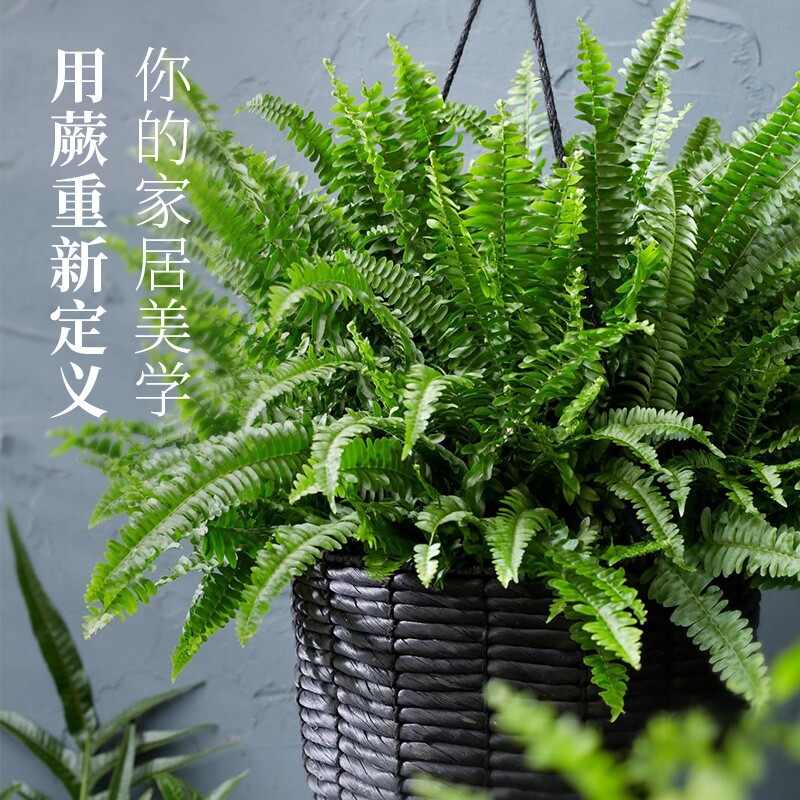 花彩霸王蕨类绿植室内盆栽阳台鹿角蕨垂吊观叶网红热植物四季常绿