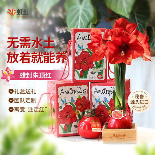 朱顶红蜡球无需养护可开花送礼