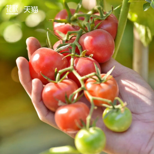 水果苗 花彩小番茄苗盆栽西红柿千禧草莓家庭院阳台种植可食用四季