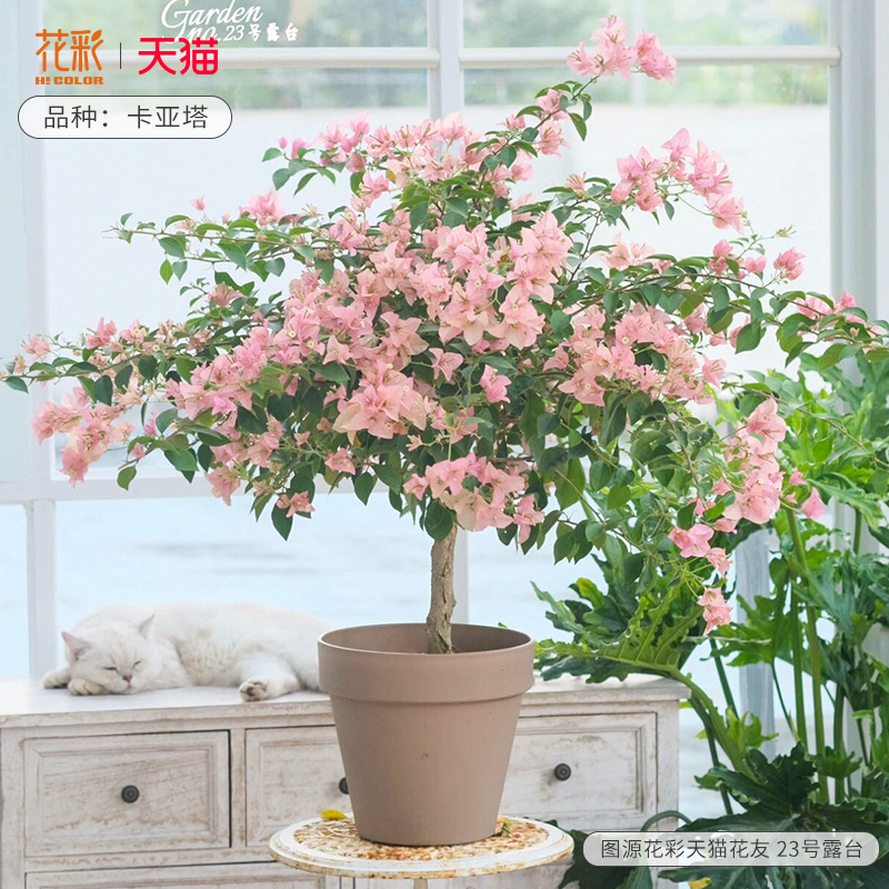 花彩棒棒糖三角梅盆栽不甜西瓜