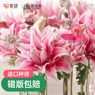 春百合种球单重瓣花苗荷兰直采香水百合铁炮卡里庭院新手盆栽预售