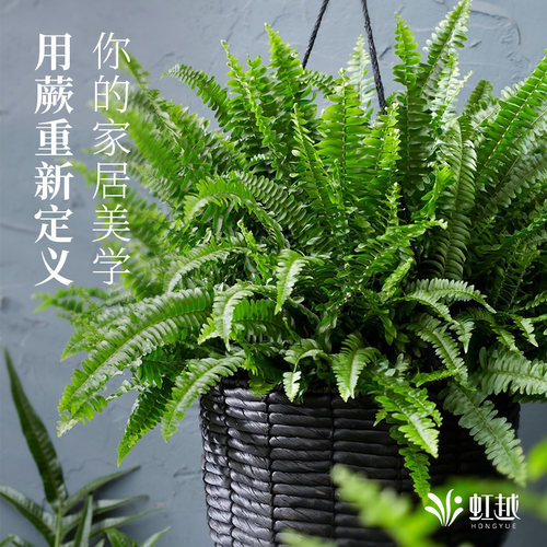 虹越蕨类绿植室内盆栽网红热植