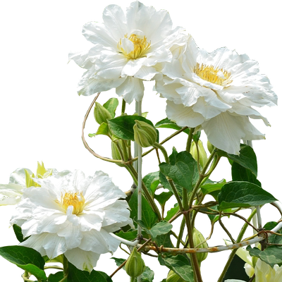 虹越铁线莲大苗盆栽苗乌托邦倒影