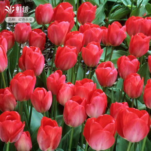 郁金香种球自然球荷兰进口花种子球根盆地栽多件多折耐寒花卉虹越