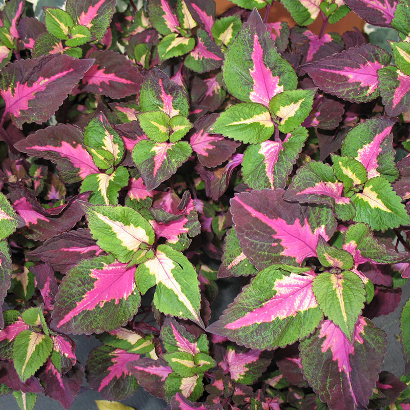 虹越园艺家可食香草紫苏种子耐热香草苏子叶籽紫苏叶好养多年生