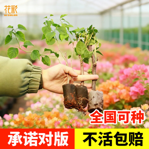 三角梅扦插袋苗便宜好养多季开花