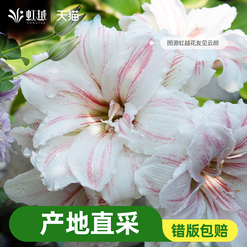 荷兰朱顶红进口单重瓣大花种球南非秘鲁可盆栽进口球根懒人植物