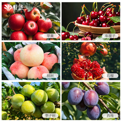 虹越果树裸根苗庭院水蜜桃车厘子李子树西梅桃树苹果枇杷果苗