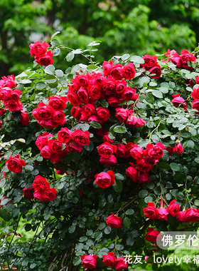 虹越爬藤月季花盆栽佛罗伦蒂娜龙沙宝石蓝色阴雨爬墙藤本篱笆拱门