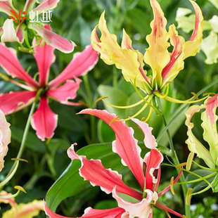 嘉兰百合虹越种球多年生藤本植物花期长地狱火闪闪热带花卉预售
