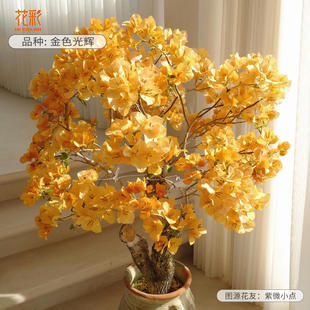 花彩三角梅扦插袋苗原生多季开花室内阳台盆栽庭院勤花爬藤花树苗