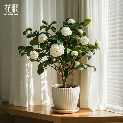 花彩山茶花树苗盆栽带花苞东方亮