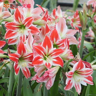 虹越杂交台湾朱顶红种球花卉国产自育球根白肋樱桃阳台盆栽多年生