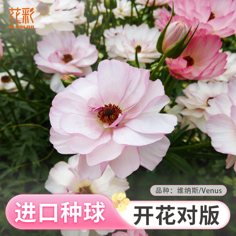 2026虹越进口蝴蝶花毛茛裸根阿里丹洋牡丹花种球根花卉多年生预售