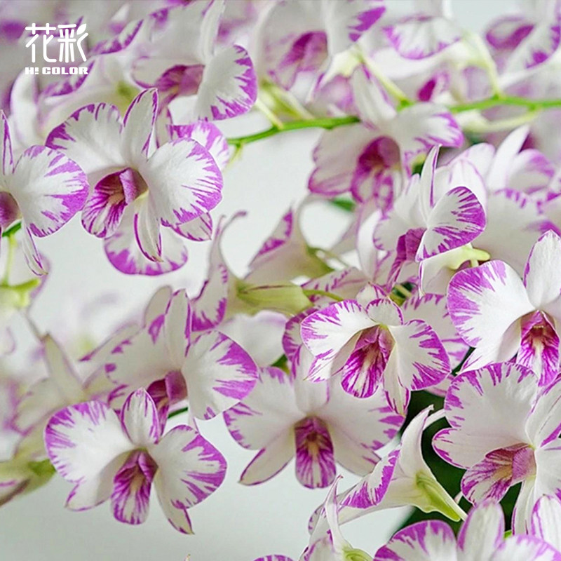 花彩泼墨石斛兰带花苞阳台秋石斛图片