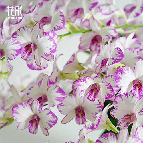 花彩泼墨石斛兰带花苞阳台秋石斛