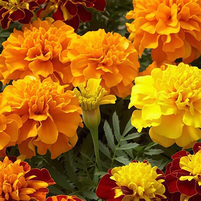 虹越种子万寿菊孔雀菊花卉种子耐寒耐热阳台花园观赏植物籽孔雀草