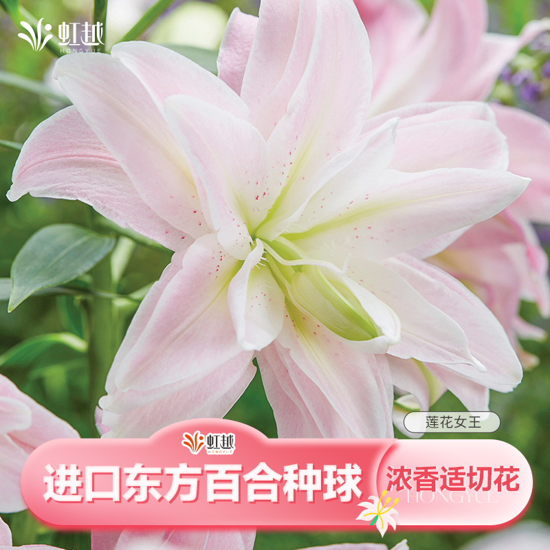 东方百合花种球新球进口对版