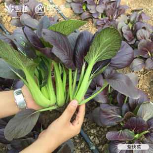 虹越园艺家蔬菜小白菜鸡毛菜快菜乌塌菜种子籽种四季阳台盆栽种植