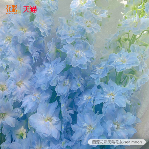 花彩线性植物飞燕草毛地黄蜀葵花