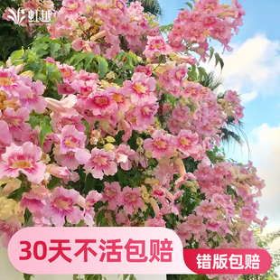 虹越粉色橙色凌霄花苗爬藤植物盆栽阳台夏季耐热好养庭院攀援花卉