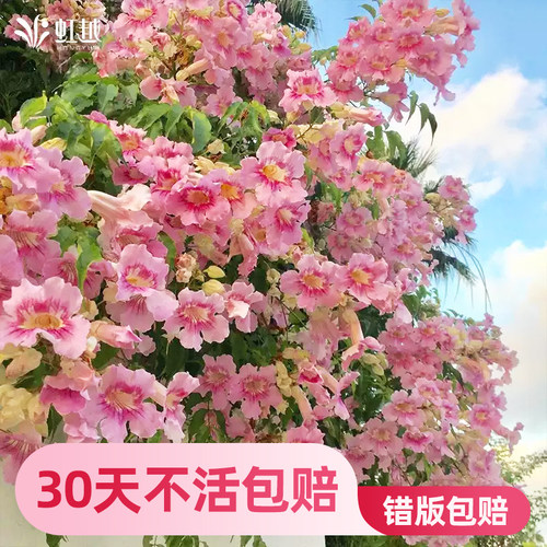 凌霄爬墙花卉藤蔓攀爬