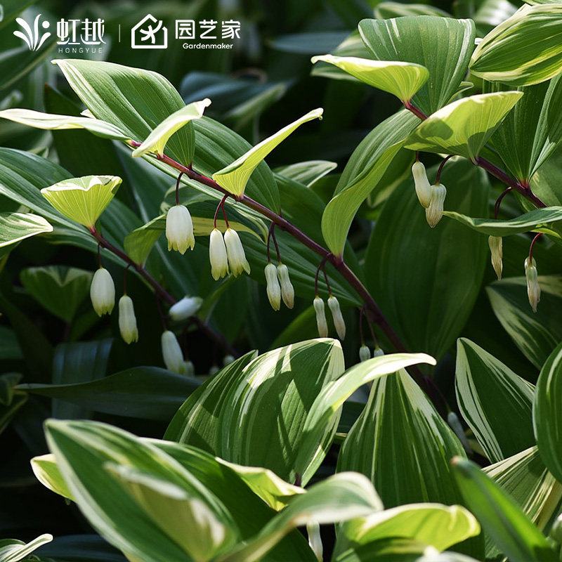 虹越进口花叶玉竹盆栽小苗庭院花园观花观叶耐寒耐荫多年生宿根