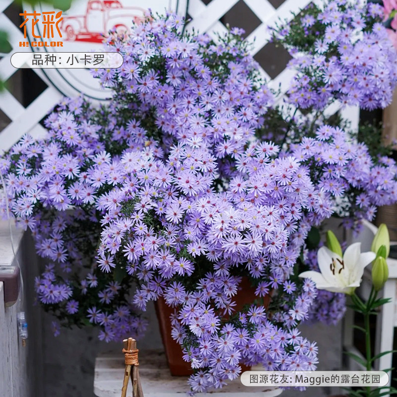 花彩紫菀小卡罗盆栽阳台向日葵非洲菊纸鳞托菊花卉多年生夏季耐热