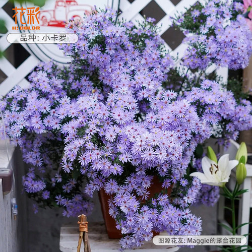 花彩非洲菊花紫菀多年生耐热花卉