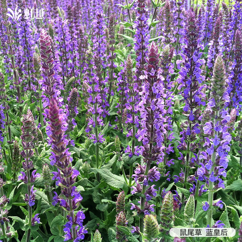 虹越花卉种苗好养易开花