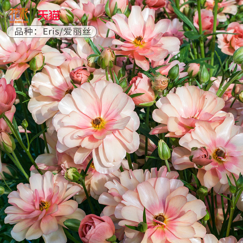 花彩进口成功花毛茛种球河内重瓣大花量大阳台盆栽洋牡丹秋季球根,鲜花速递/花卉仿真/绿植园艺,种球/裸根,淘宝优惠券,粉丝福利购,淘宝优惠卷