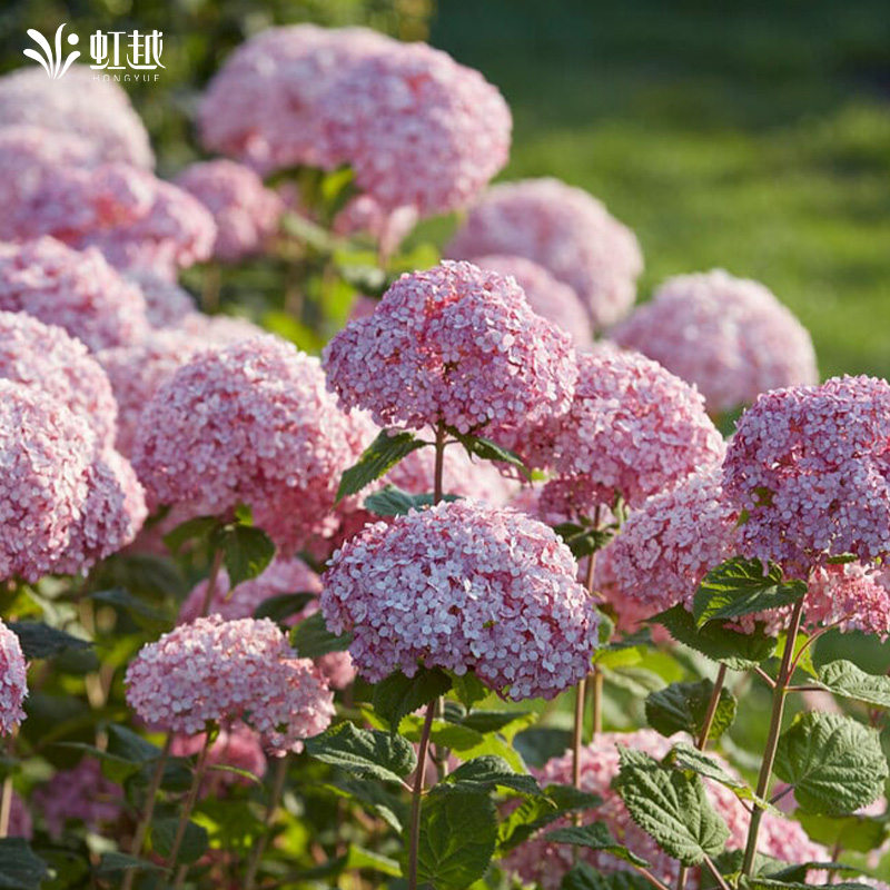 虹越木绣球玫瑰乔木耐寒