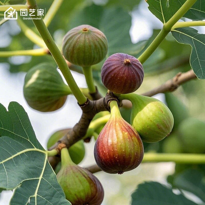 虹越无花果树果苗盆栽图片