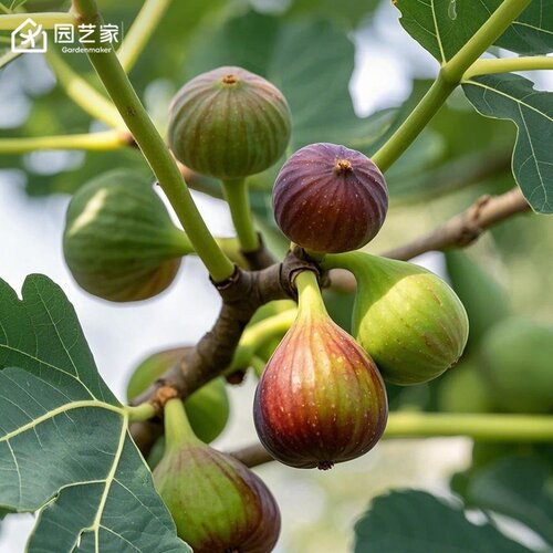 虹越无花果树果苗盆栽