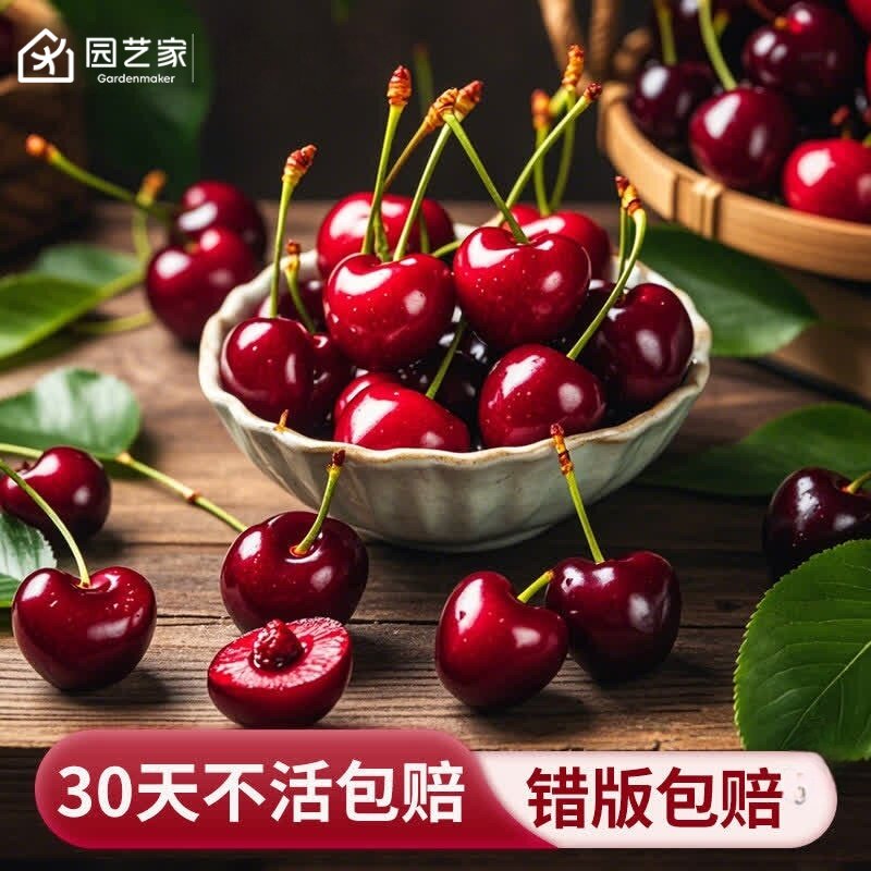 园艺家车厘子树苗樱桃盆栽果树果苗南北方种植四季阳台水蜜桃