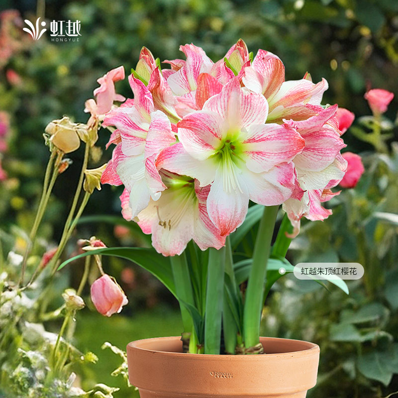 进口朱顶红种球虹越单瓣大花