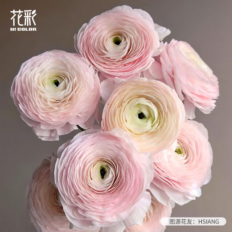 意大利进口成功花毛茛种球重瓣花图片