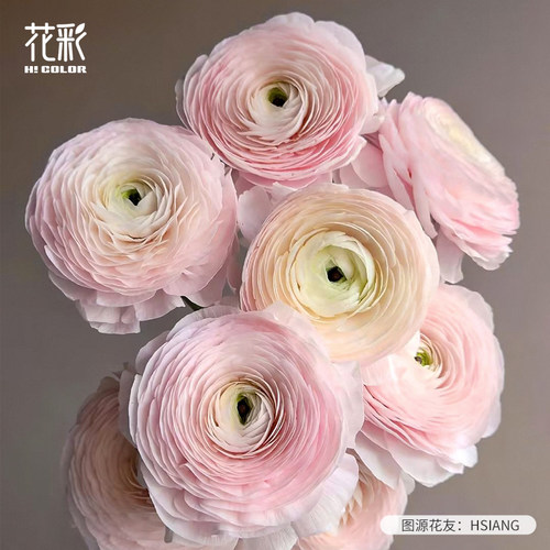 意大利进口成功花毛茛种球重瓣花