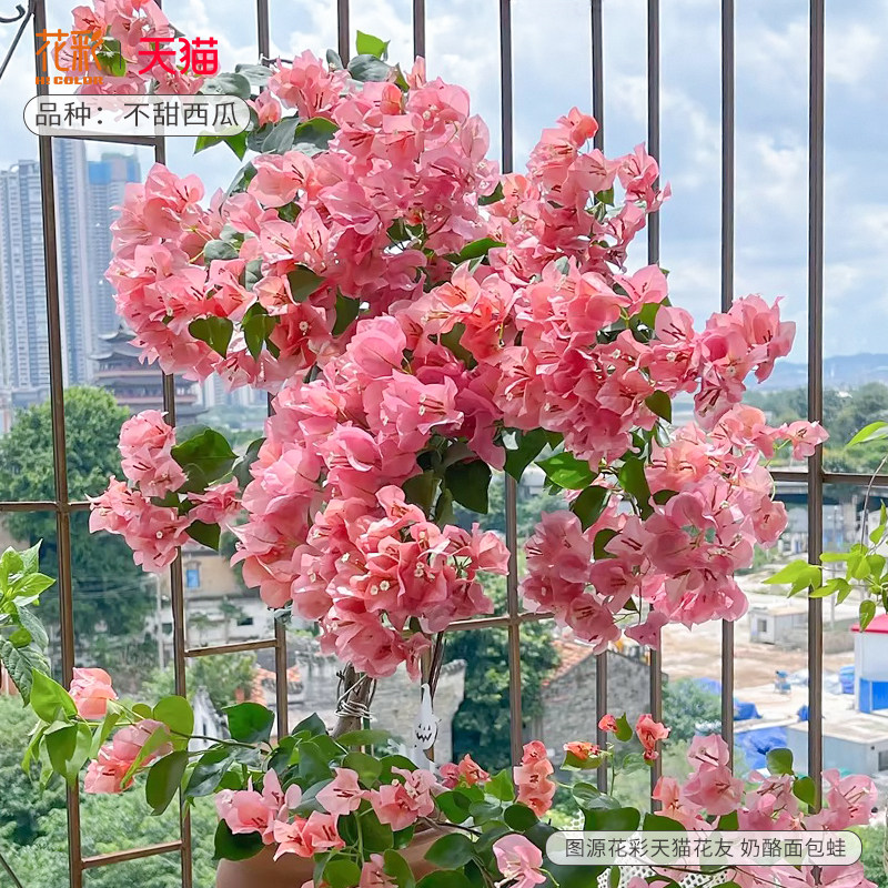 花彩精品三角梅盆栽绿樱四季开花量大苗不甜西瓜阳台爬藤高飘造型