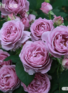 蓝色风暴月季花苗盆栽灌木大花切花月季多头玫瑰盆栽虹越月季大苗