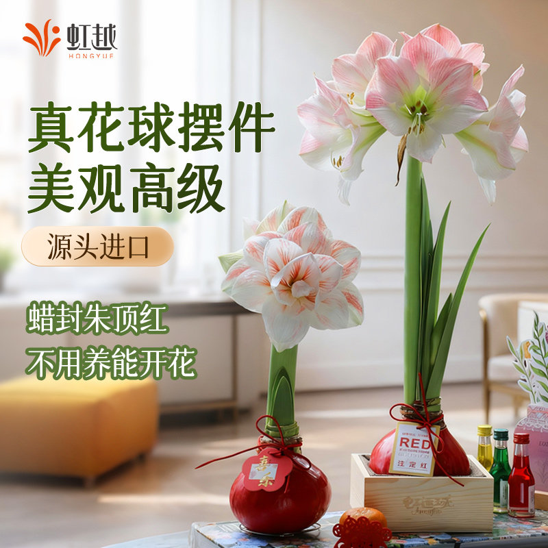 蜡封朱顶红种球进口好养懒人花卉节日礼物家居乔迁新居朱顶红蜡球,鲜花速递/花卉仿真/绿植园艺,种苗/半成品盆栽,淘宝优惠券,粉丝福利购,淘宝优惠卷