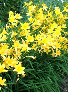 虹越可食用萱草黄花菜苗盆栽小苗庭花园阳台多年生宿根观赏花卉