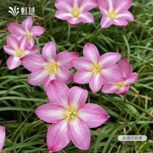 虹越风雨兰种球粉雾夏季秋季开花