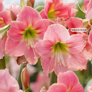 南非进口朱顶红重瓣种球根阿玛尔菲新品花卉盆栽地栽全国四季可种