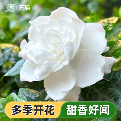 栀子茉莉花苗四季常绿有香味阳台