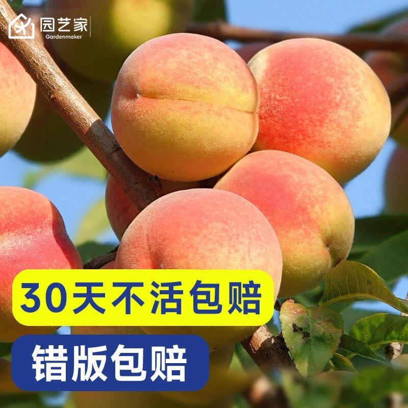虹越阳台露台水蜜桃鹰嘴桃图片