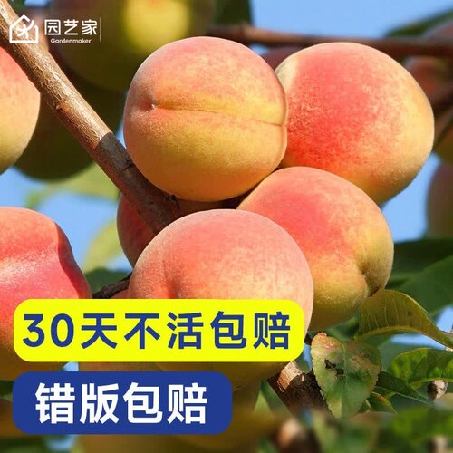 虹越阳台露台水蜜桃鹰嘴桃